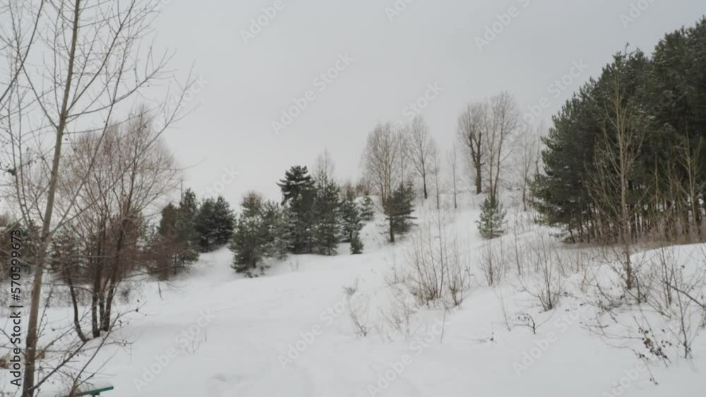 snow covered trees in winter snow covered trees in winter