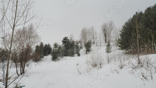 Wallpaper Mural snow covered trees in winter Torontodigital.ca