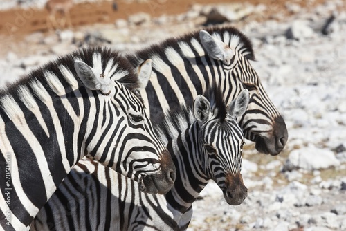 Zebras  Equus quagga  am Wasserloch Kalkheuwel im Etoscha Nationalpark in Namibia. 