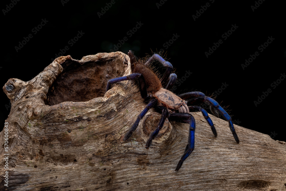 Blue Tarantula Female (Birupes simoroxigorum) is tarantula metallic blue legs and a creamy toffee body which only found in Sarawak (Borneo), Malaysia. Blue Tarantula Female (Birupes simoroxigorum) is tarantula metallic blue legs and a creamy toffee body which only found in Sarawak (Borneo), Malaysia.
