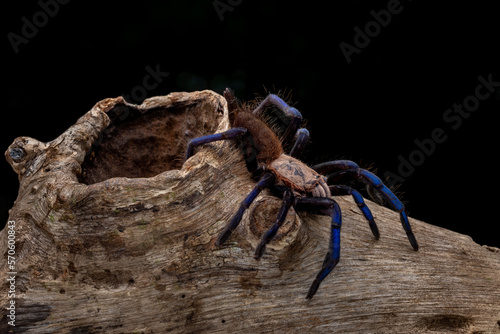 Blue Tarantula Female (Birupes simoroxigorum) is tarantula metallic blue legs and a creamy toffee body which only found in Sarawak (Borneo), Malaysia. 