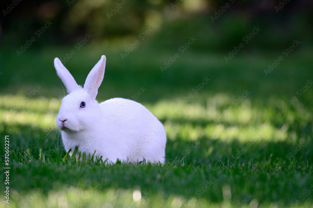 Fototapeta premium Der weise Osterhase