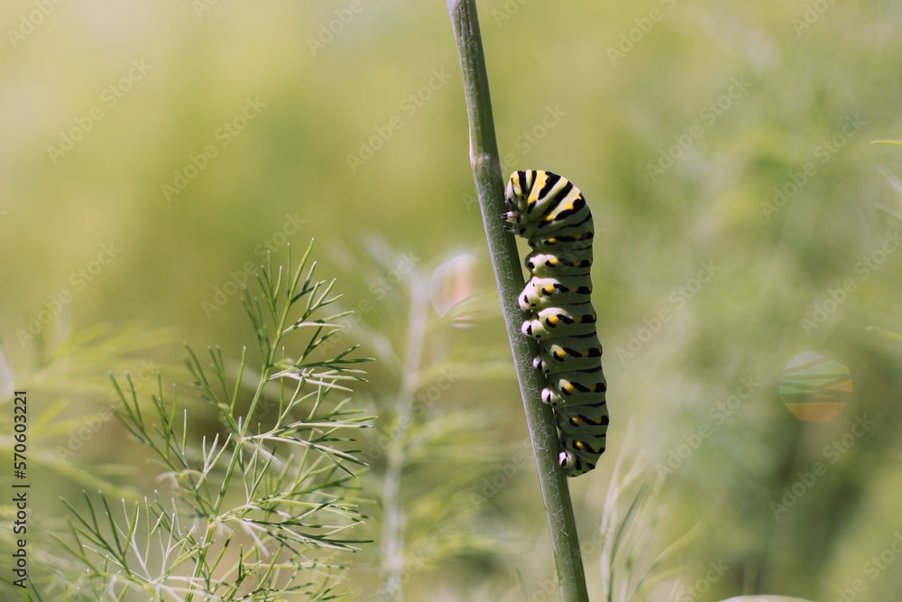live caterpillar crawling in the garden