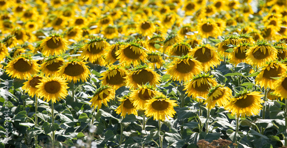 Sunflowers, yellow sunflower flowers grow on the field. Sunflowers, yellow sunflower flowers grow on the field.