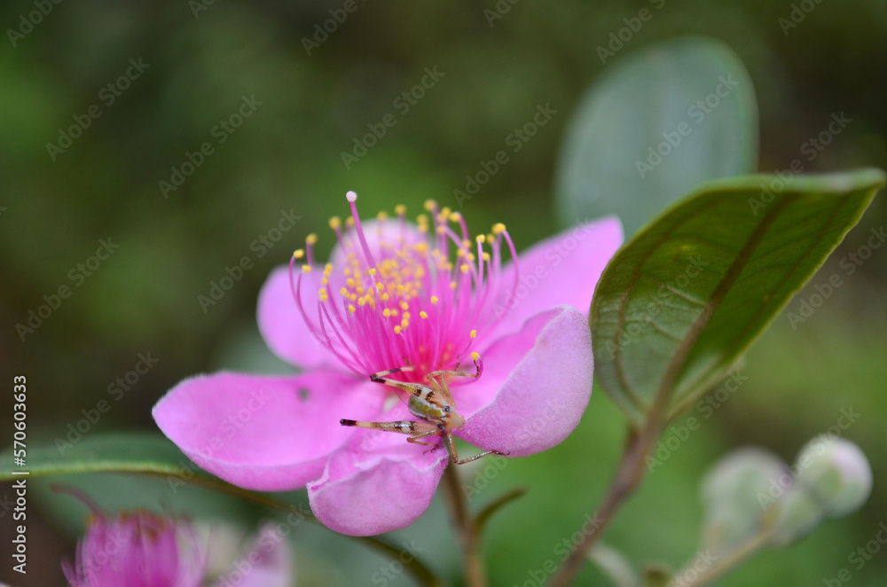 Close up of Downy myrtle flower. Rhodomyrtus tomentosa Close up of Downy myrtle flower. Rhodomyrtus tomentosa