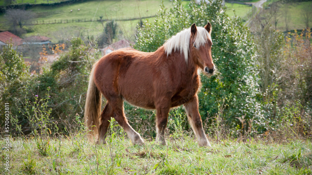 Caballo precioso marrón de crin blanco en pradera de pasto Caballo precioso marrón de crin blanco en pradera de pasto