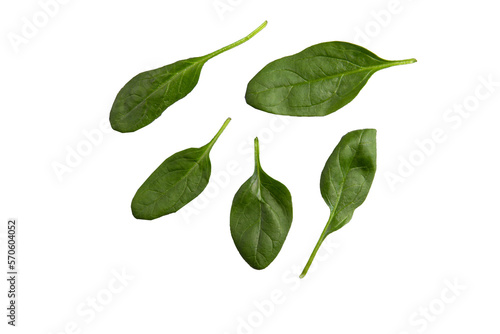 Spinach leaves. Transparent.