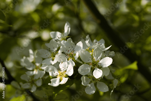 White blossom of a wild pear tree on a branch