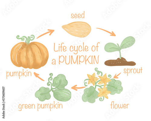 Pumpkin life cycle, Farm vegetable activity for children, Educational game for kids homeschooling, printable worksheet