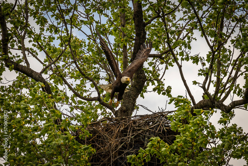 Bald Eagle takes off from its nest
