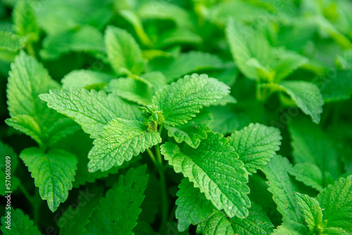 herbs lemon balm