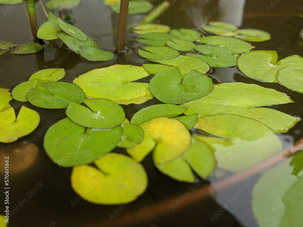 green water lily leaf on the water member of family nymphaea caerulea green water lily leaf on the water member of family nymphaea caerulea