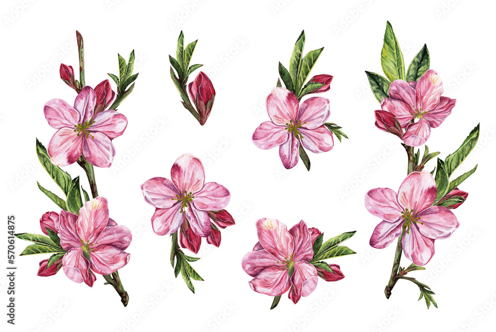 Fototapeta premium Spring botanical set of cherry blossom flowers and branches, hand painted watercolor elements for invitations, prints, wallpapers on white