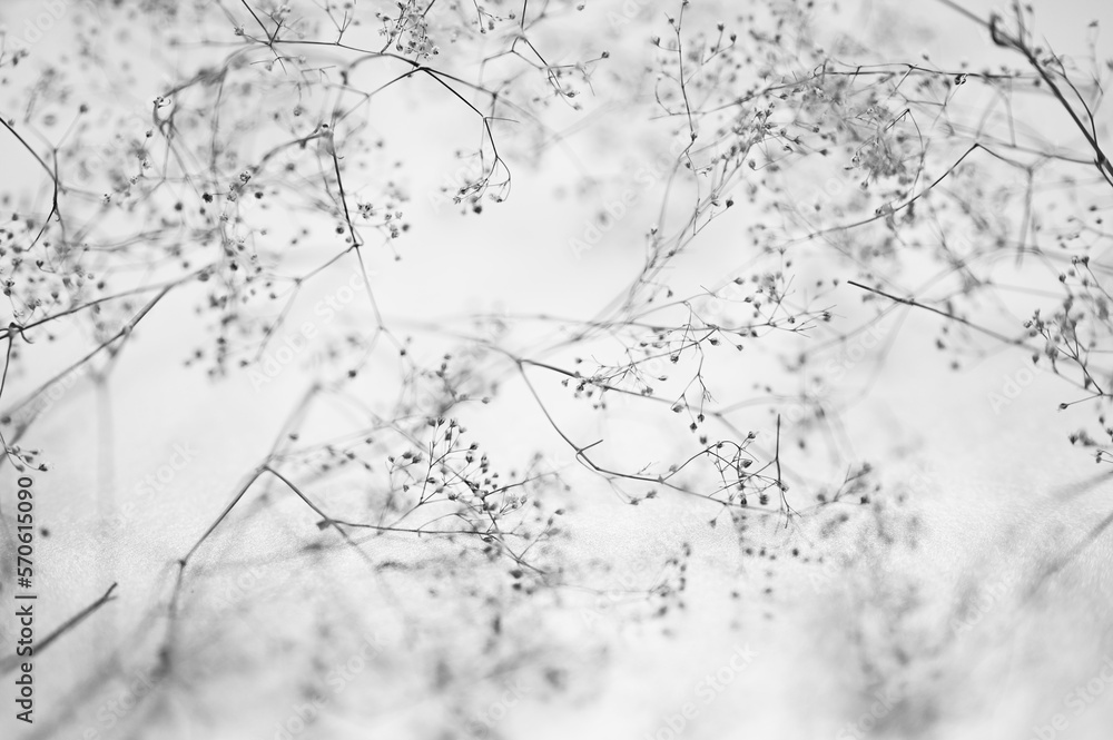 Black and white photography. Soft natural plant background. Branches of baby breath flowers (gypsophila flowers) on a silvery background. Shallow depth of field, soft focus, tenderness, softness.