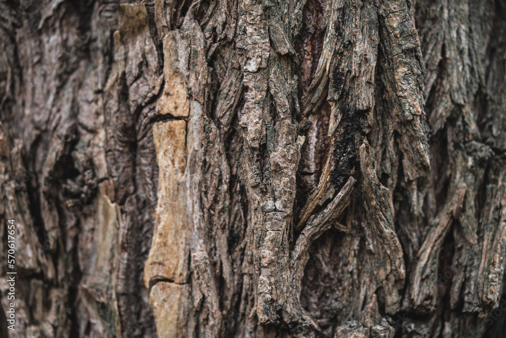 close-up of tree bark texture, macro photography close-up of tree bark texture, macro photography