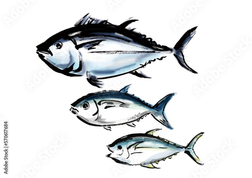 マグロの品種別手描き和風イラスト和風素材