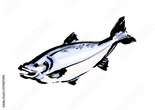 鮭の手描き和風イラスト和風素材