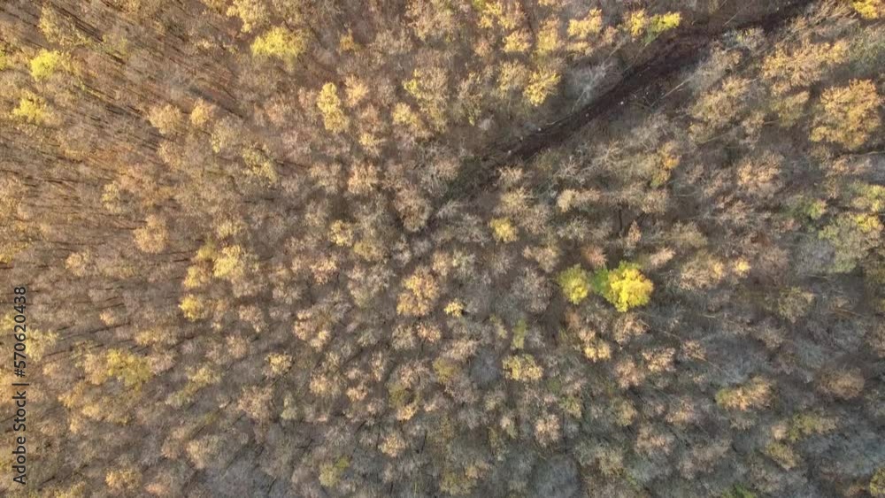 Drone above forest Drone above forest