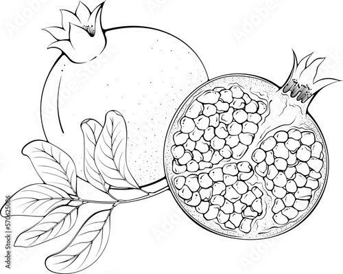 Whole and half pomegranate with leaves. Vector illustration in hand drawn sketch doodle style. Line art botanical natural ingredient for juice isolated on white. Close up fruit. Coloring book page