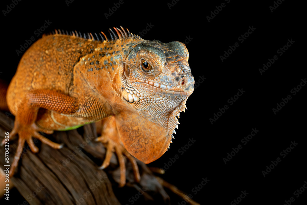 Obraz premium Beautiful Red Iguana isolated on black background.