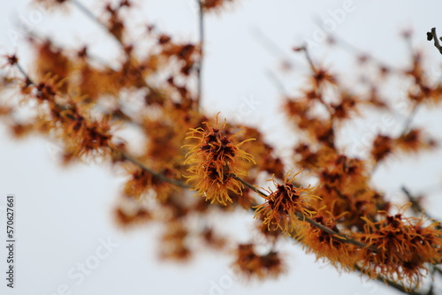 Zaubernuss im Winter (Hamamelis)