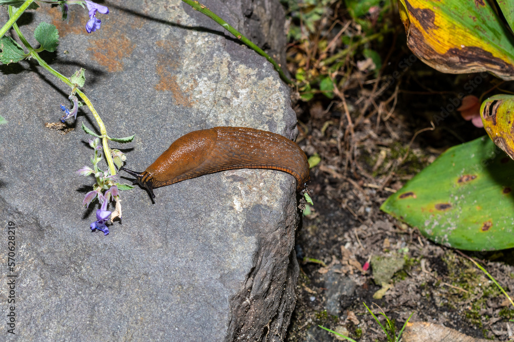 Fototapeta premium ślizyk luzytański ((Arion lusitanicus) w ogrodzie na kamieniu
