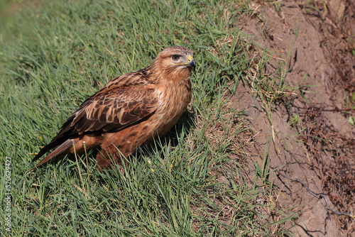 Portrait of a Long-legged Buzzard on a grass covered hill 