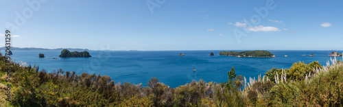 Palm trees and ferns at a beach at Coromandel Peninsula island New Zealand