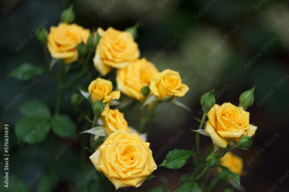 Yellow rose bush in the summer garden Yellow rose bush in the summer garden