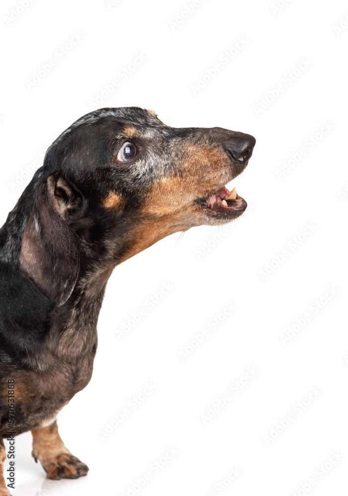 Portrait of an old gray-haired dachshund dog, with an open mouth isolated on a white background