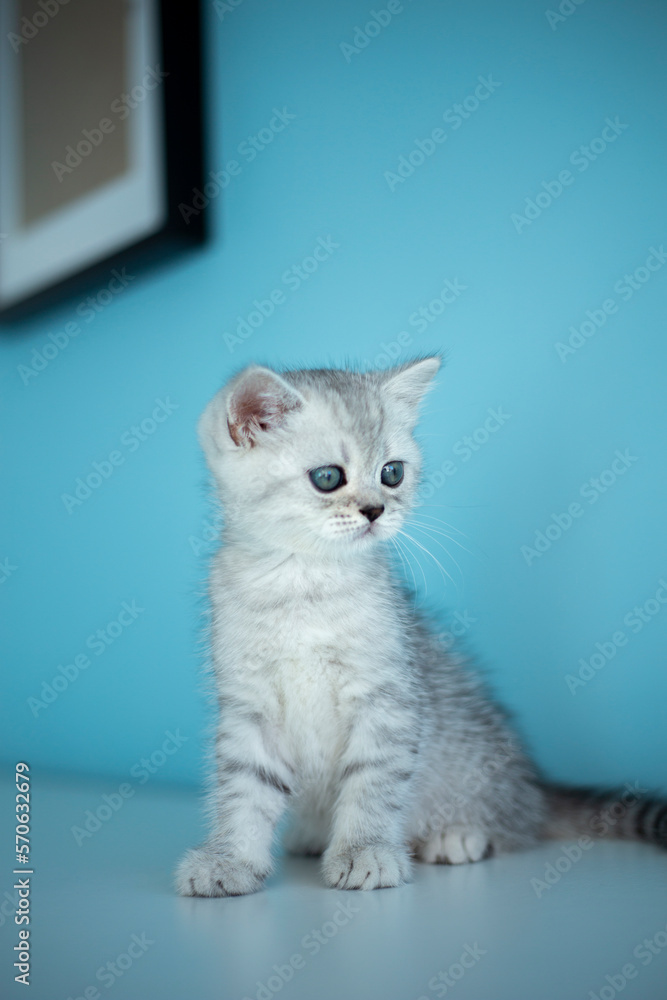 Portrait cute striped gray british kitten with big eyes sitting on white dresser at home. kitty looking. Concept of happy adorable cat pets.
