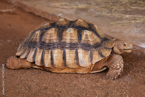Clouse-up of a Angonoka or Ploughshare Tortoise.