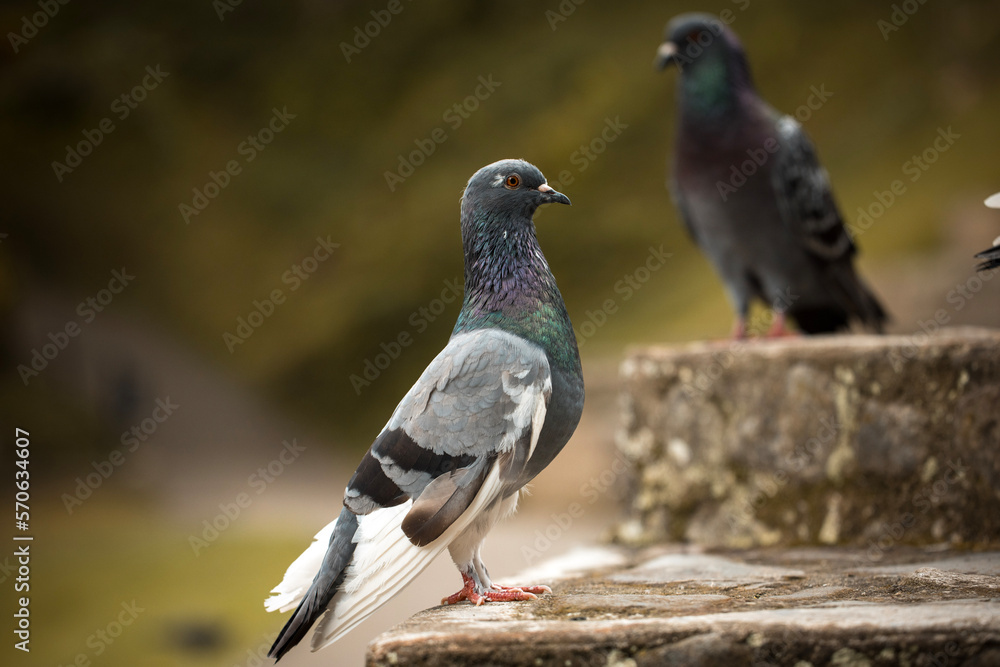 pigeon in the city pigeon in the city