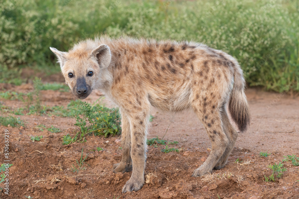 Young Spotted hyena - Crocuta crocuta, also known as the laughing hyena