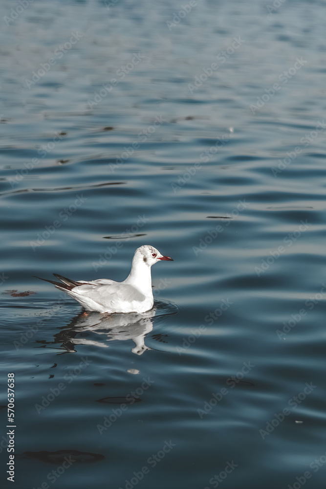 The Black-headed gull (Chroicocephalus ridibundus) swimming in the narmada river.Closeup of a Great black-headed gull. Adult winter plumage, Adult summer plumage. The Black-headed gull (Chroicocephalus ridibundus) swimming in the narmada river.Closeup of a Great black-headed gull. Adult winter plumage, Adult summer plumage.