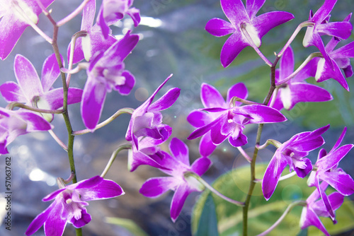Close-up of Dendrobium Berry "Oda" purple flowers