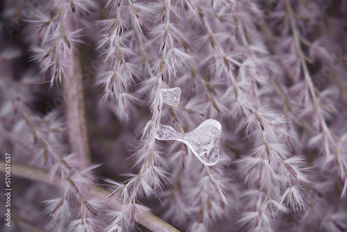 Piece of ice on a thin branch of the Miscanthus sinensis inflorescence in the winter sesason photo