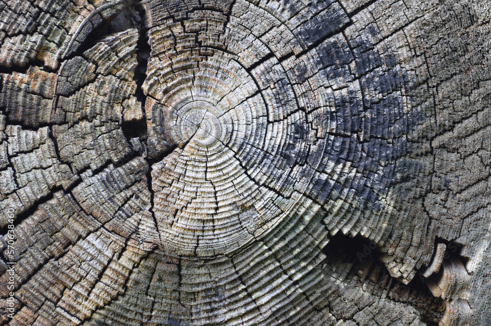 Natural Weathered Grey Taupe Brown Stump Cut Cross Section, Tree Trunk Growth Annual Rings Texture Pattern, Large Horizontal Detailed Damaged Blue Gray Lumber Wood Background, Flat Lay Macro Closeup