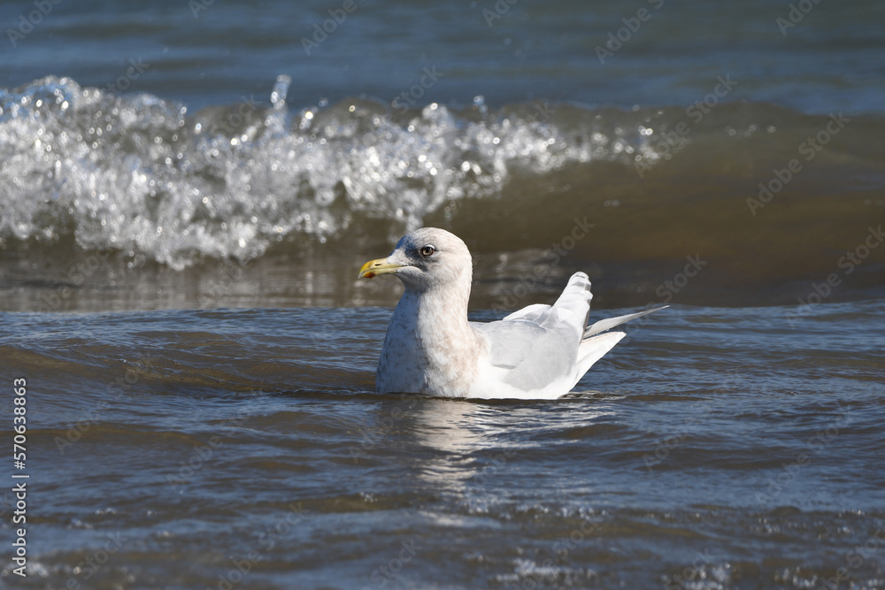 Artic Iceland gull floating along shore of Lake Ontario Artic Iceland gull floating along shore of Lake Ontario