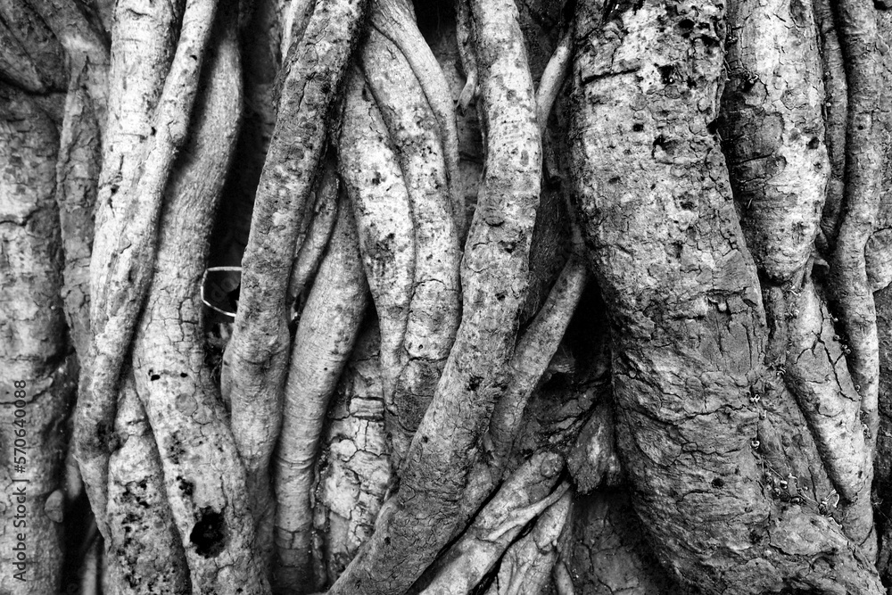 Banyan tree root texture background black and white