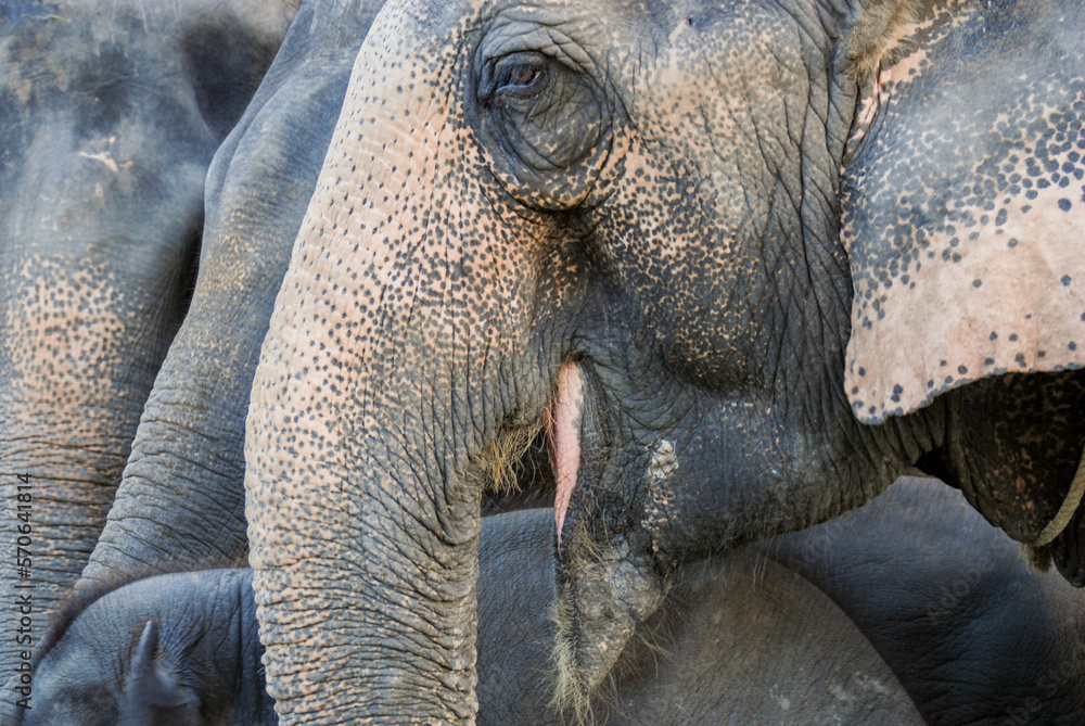 Fototapeta premium Head and eye of Elephant in asian have ivory, trunk smaller than elephant from African. Elephant wildlife animal lovely cute and clever. tourist traveling and visit pachyderm family village park.