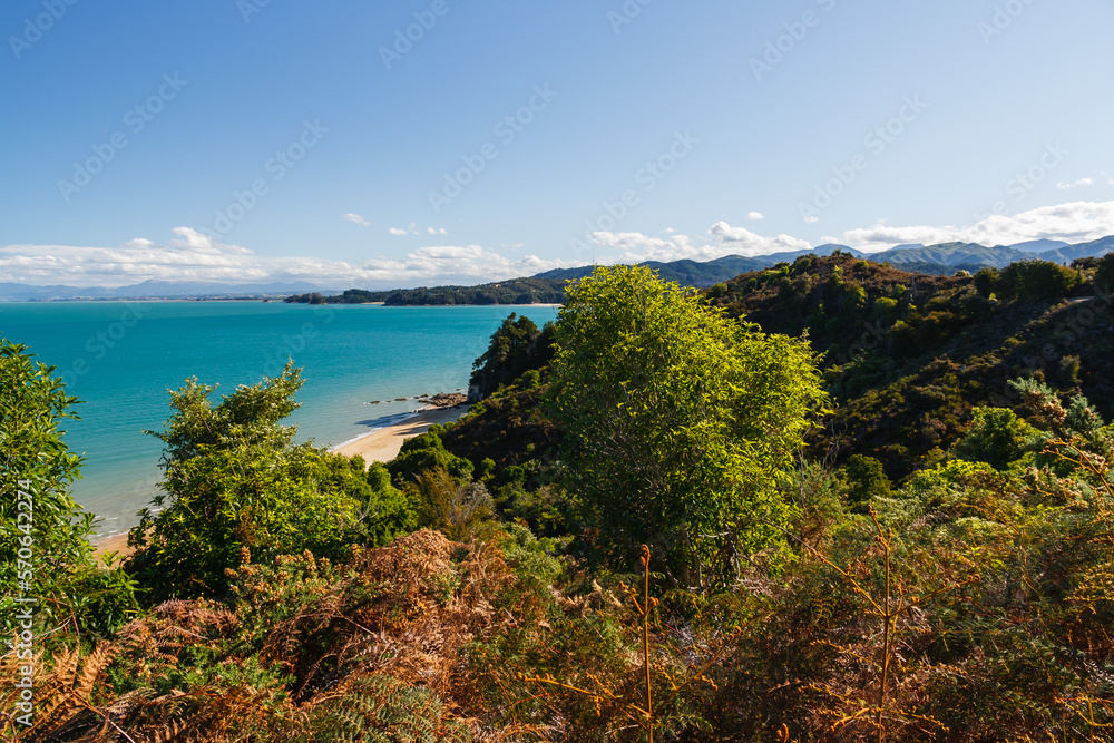 Trees and ferns at a beach in Abel Tasman National Park, New Zealand.