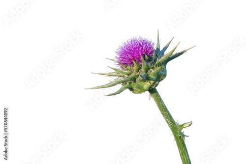 Silybum marianum or milk thistle purple flower used in medicine isolated white background.