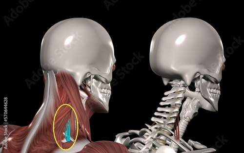 人体の頚部筋肉（後斜角筋） photo