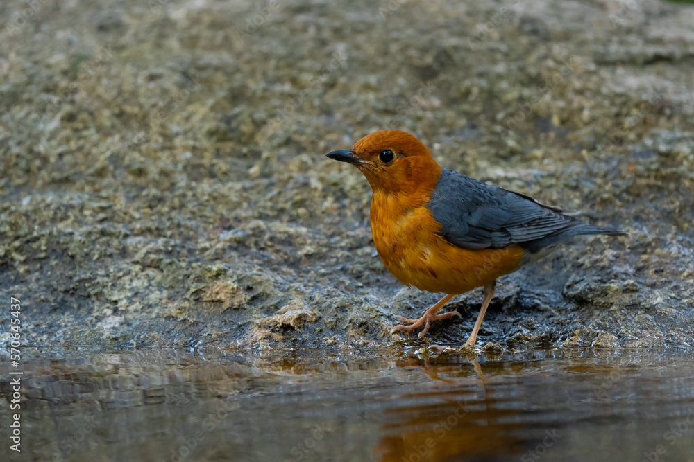 Orange headed Thrush stand in the rain forest Orange headed Thrush stand in the rain forest