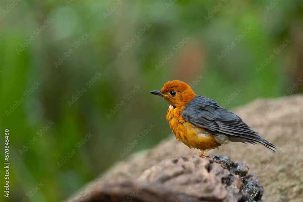 Orange headed Thrush stand in the rain forest Orange headed Thrush stand in the rain forest