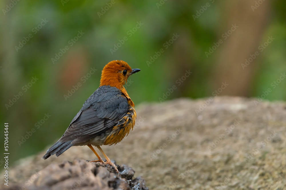 Orange headed Thrush stand in the rain forest Orange headed Thrush stand in the rain forest