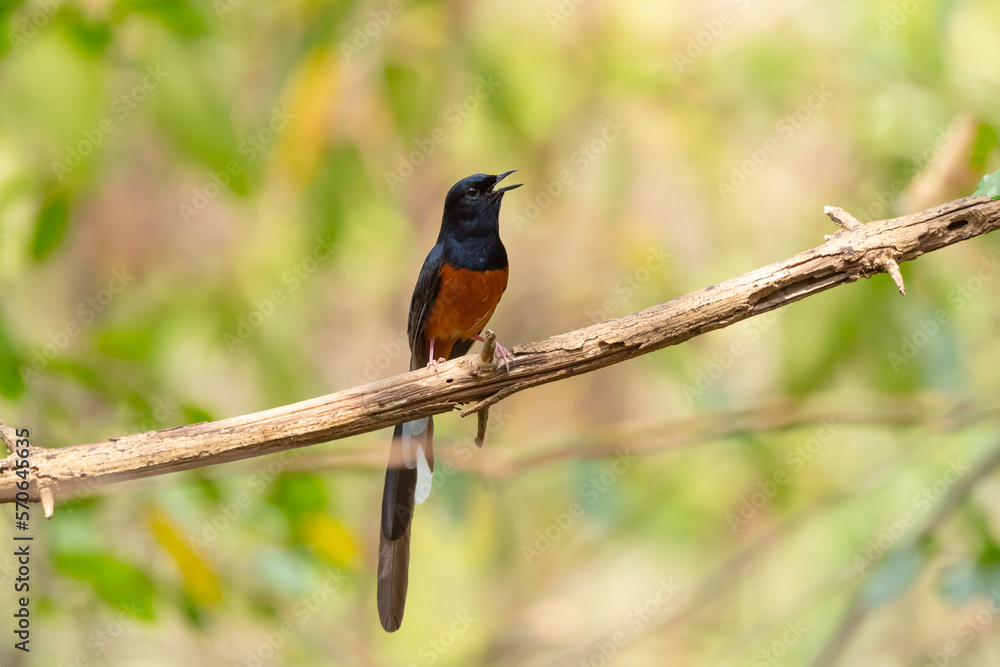 White Rumped Shama stand in the rain forest