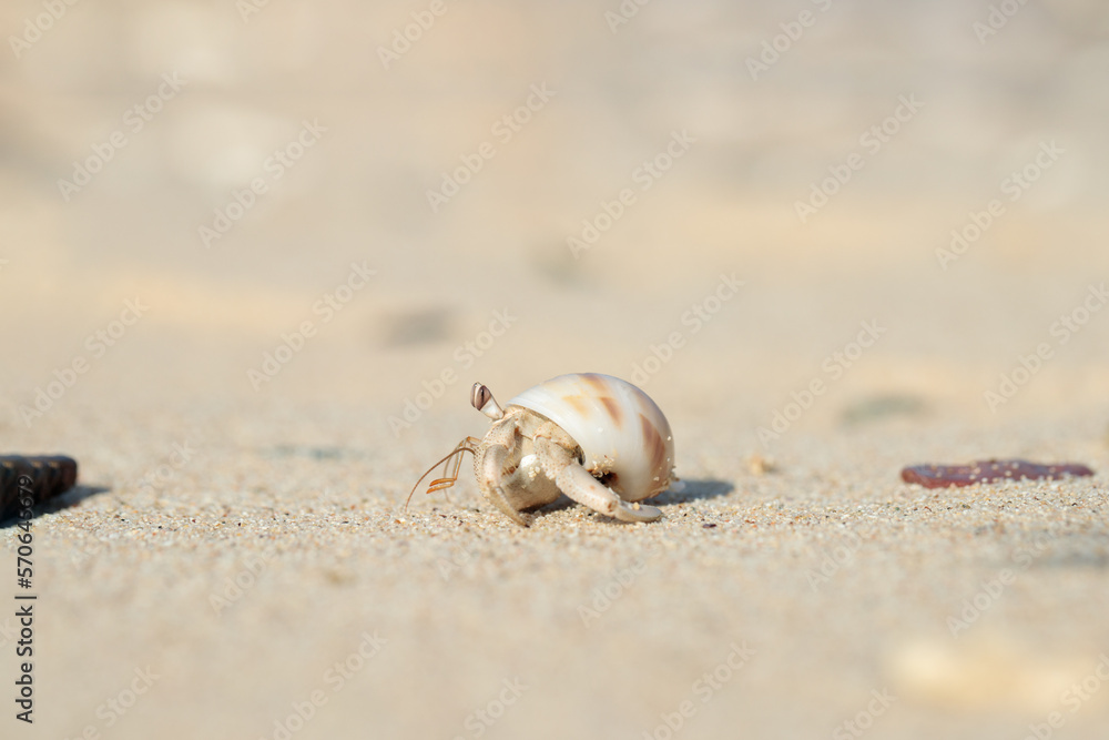 Hermit crab (Paguroidea) in a shell on a sandy the beach. Hermit crab (Paguroidea) in a shell on a sandy the beach.