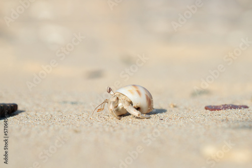 Hermit crab (Paguroidea) in a shell on a sandy the beach.